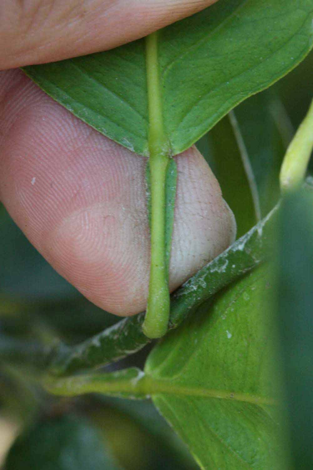              Petiole (Riverside, CA)       